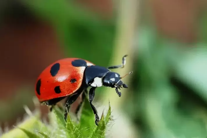 azimat untuk luck-ladybug